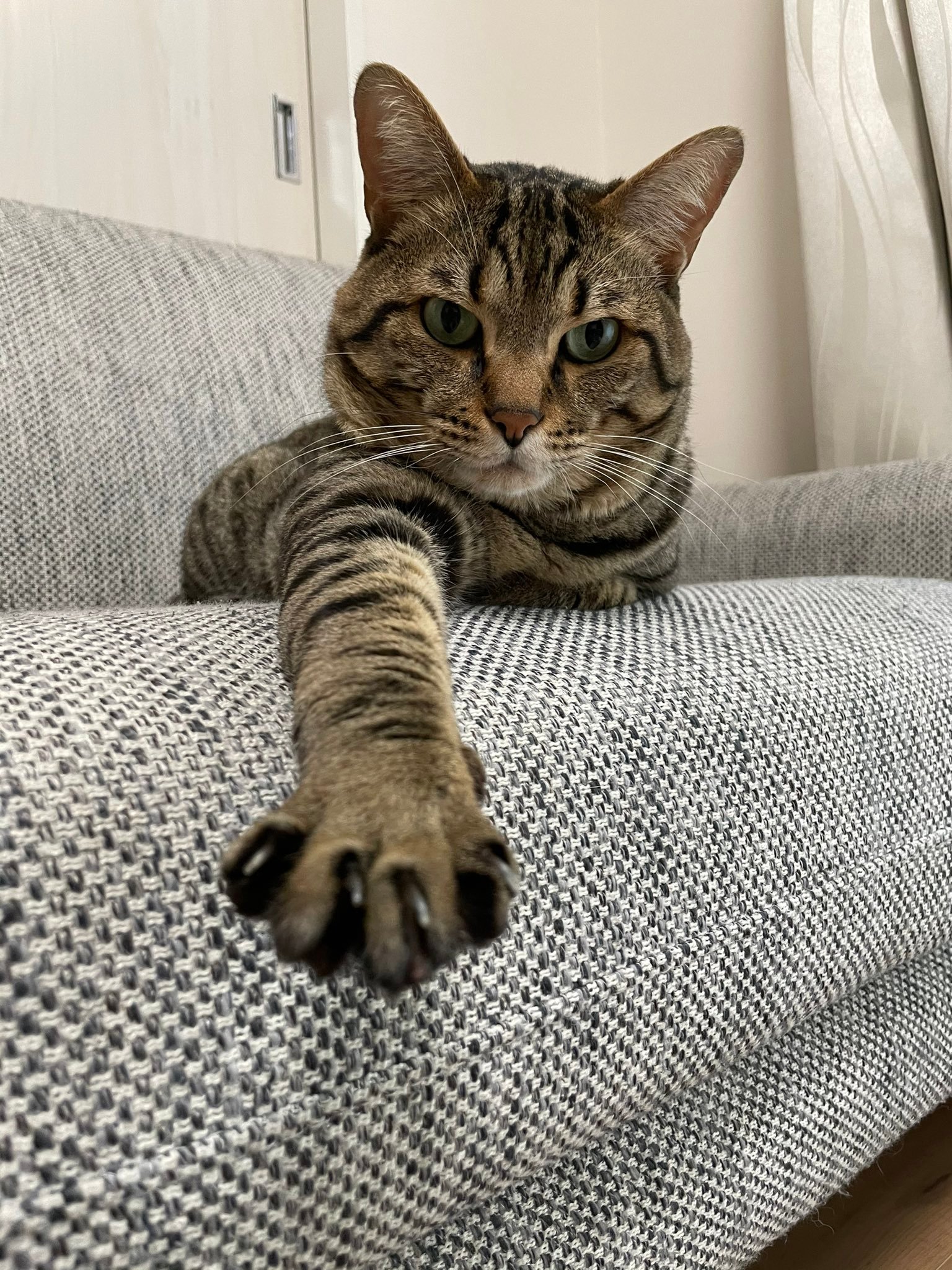 Toro reaching toward the camera on a sofa