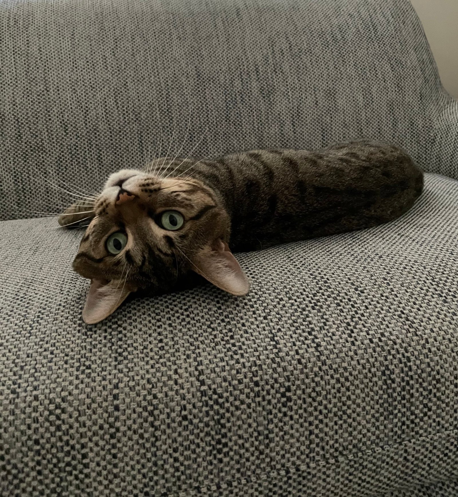 Toro lying upside down on a sofa