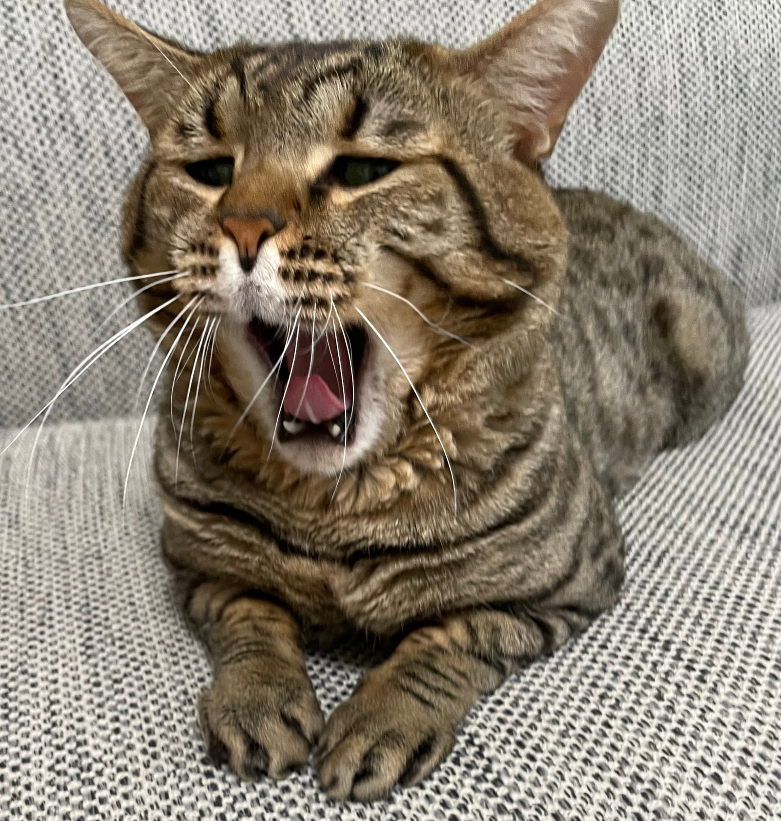Toro yawning on a sofa