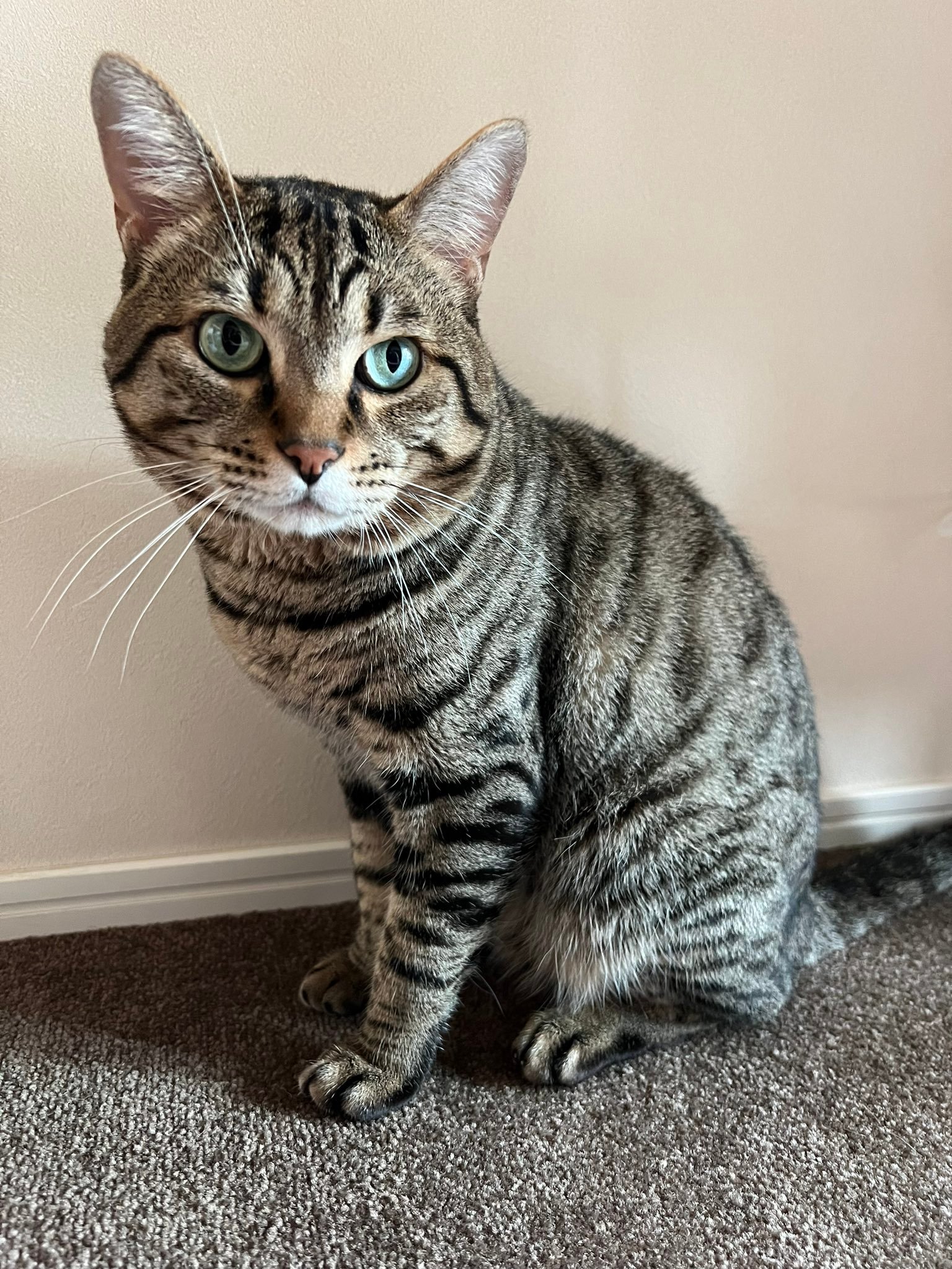 Toro sitting and looking at the camera